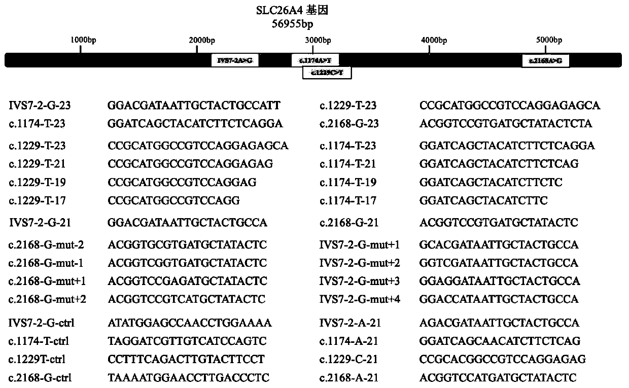 Cpf1 kit for rapid detection of hereditary deafness pathogenic gene SLC26A4 mutation and detection method thereof