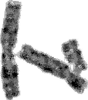 Method for detecting and extracting chromosome contour based on directional searching