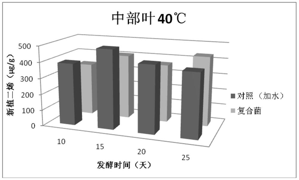 A kind of compound bacterial agent and its application in the alcoholization of tobacco leaves