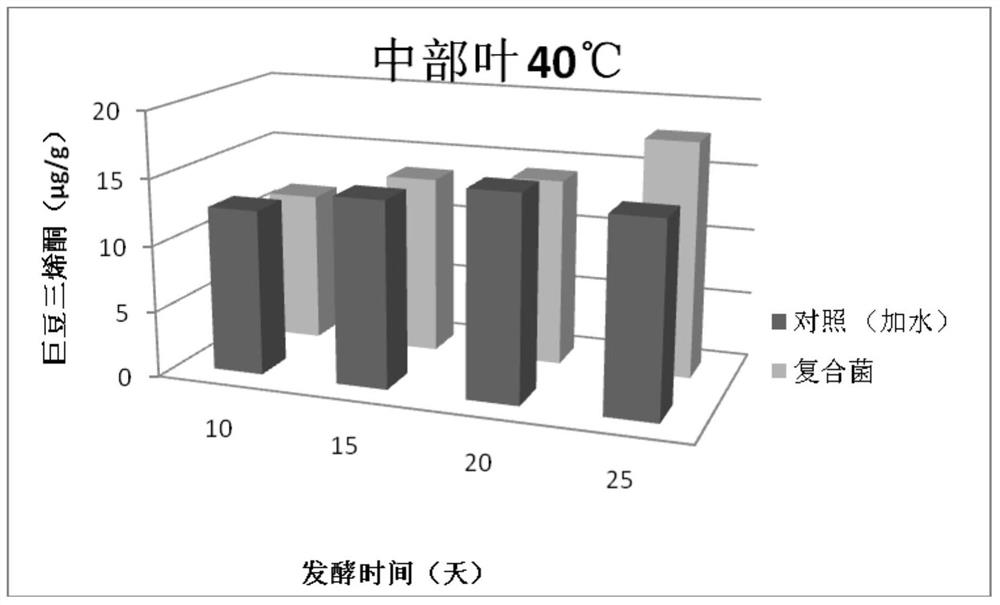 A kind of compound bacterial agent and its application in the alcoholization of tobacco leaves