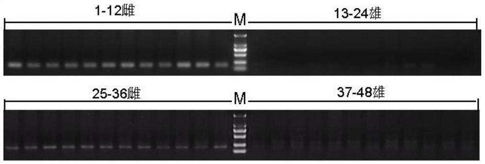 A female-specific marker of Chinese giant salamander and its application