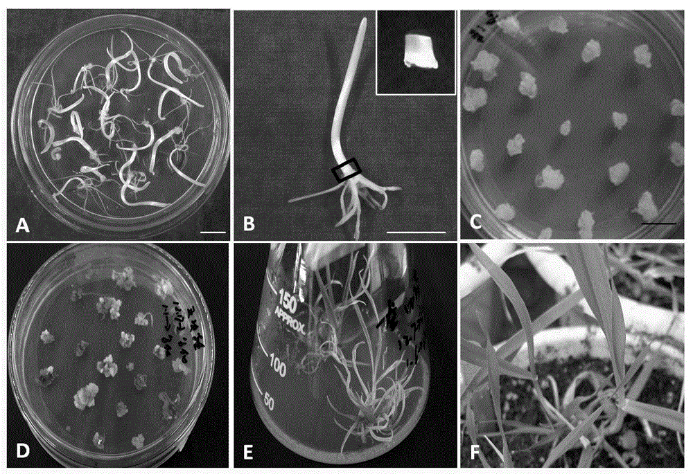 A method for transformation of barley leaf base mediated by Agrobacterium tumefaciens