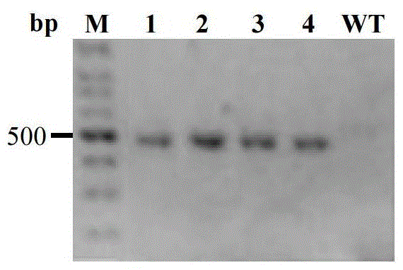 A method for transformation of barley leaf base mediated by Agrobacterium tumefaciens