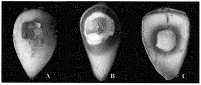 Method for fast detection of lily bulb rot pathogen fusarium oxysporum