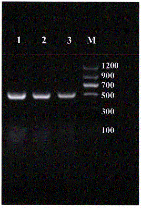 Method for fast detection of lily bulb rot pathogen fusarium oxysporum