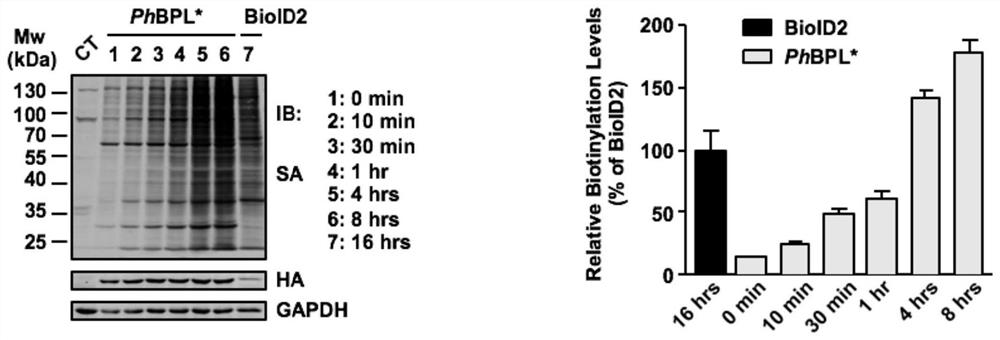 Novel protein biotin ligase and proximity labeling system PhastID based on same