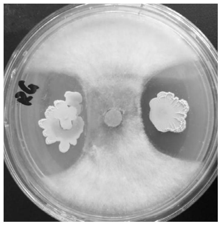 Bacillus amyloliquefaciens strain LXBA.1 and application thereof