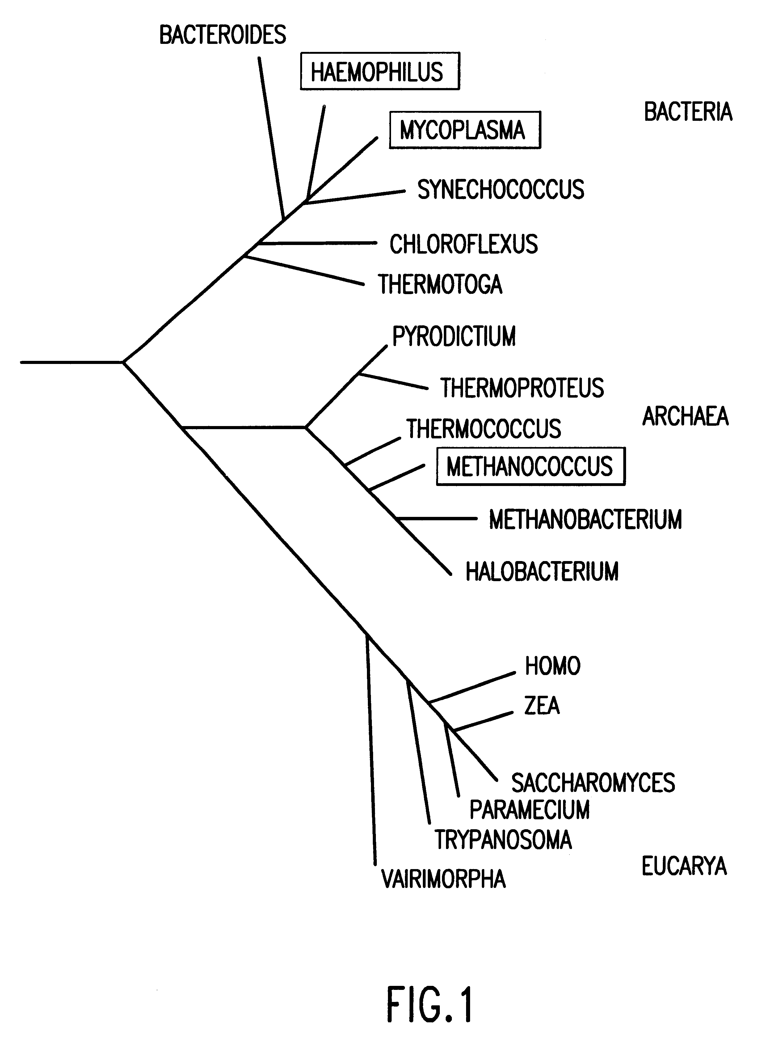 Selected polynucleotide and polypeptide sequences of the methanogenic archaeon, methanococcus jannashii