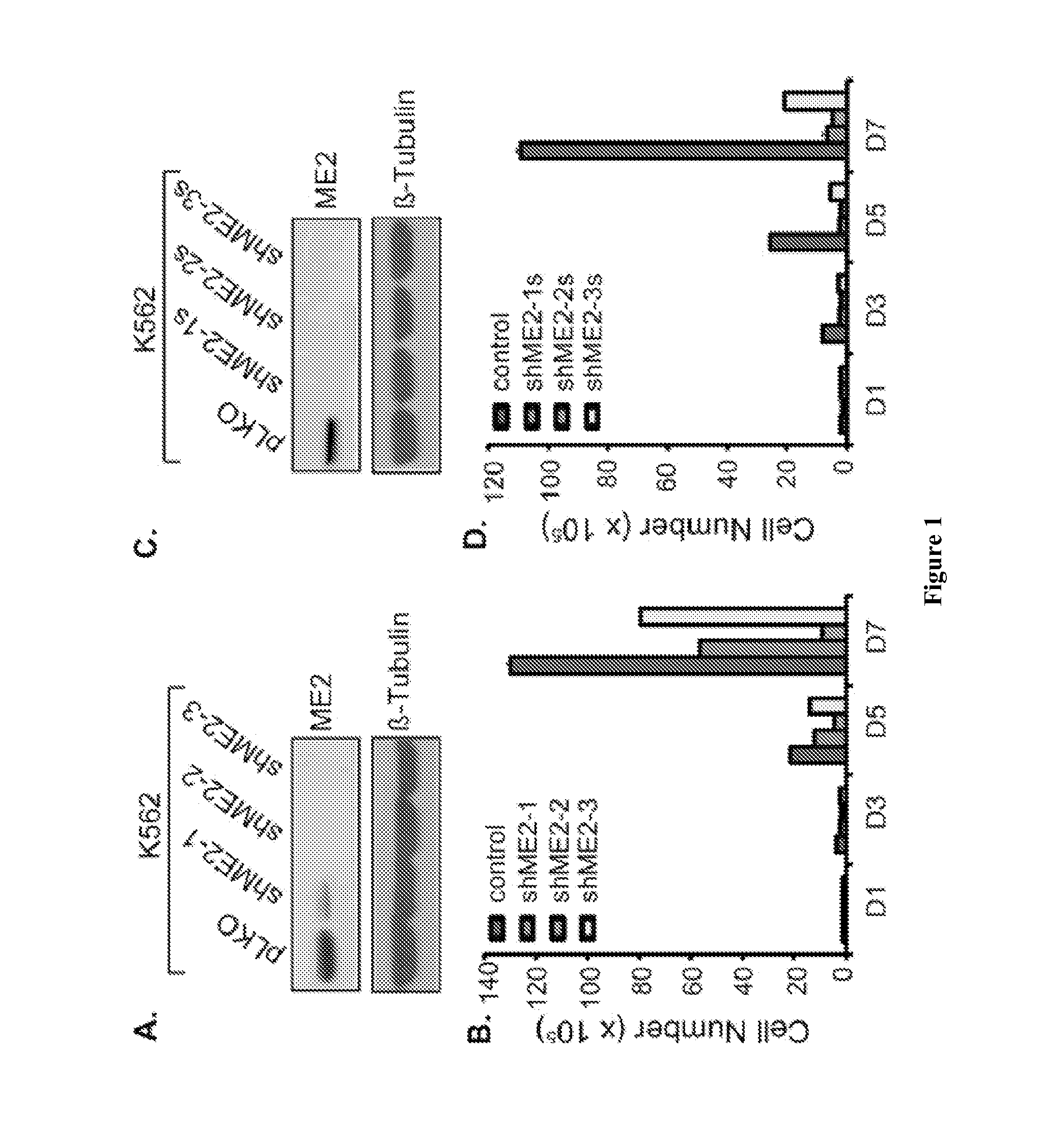 Methods and compositions for malic enzyme 2 (ME2) as a target for cancer therapy