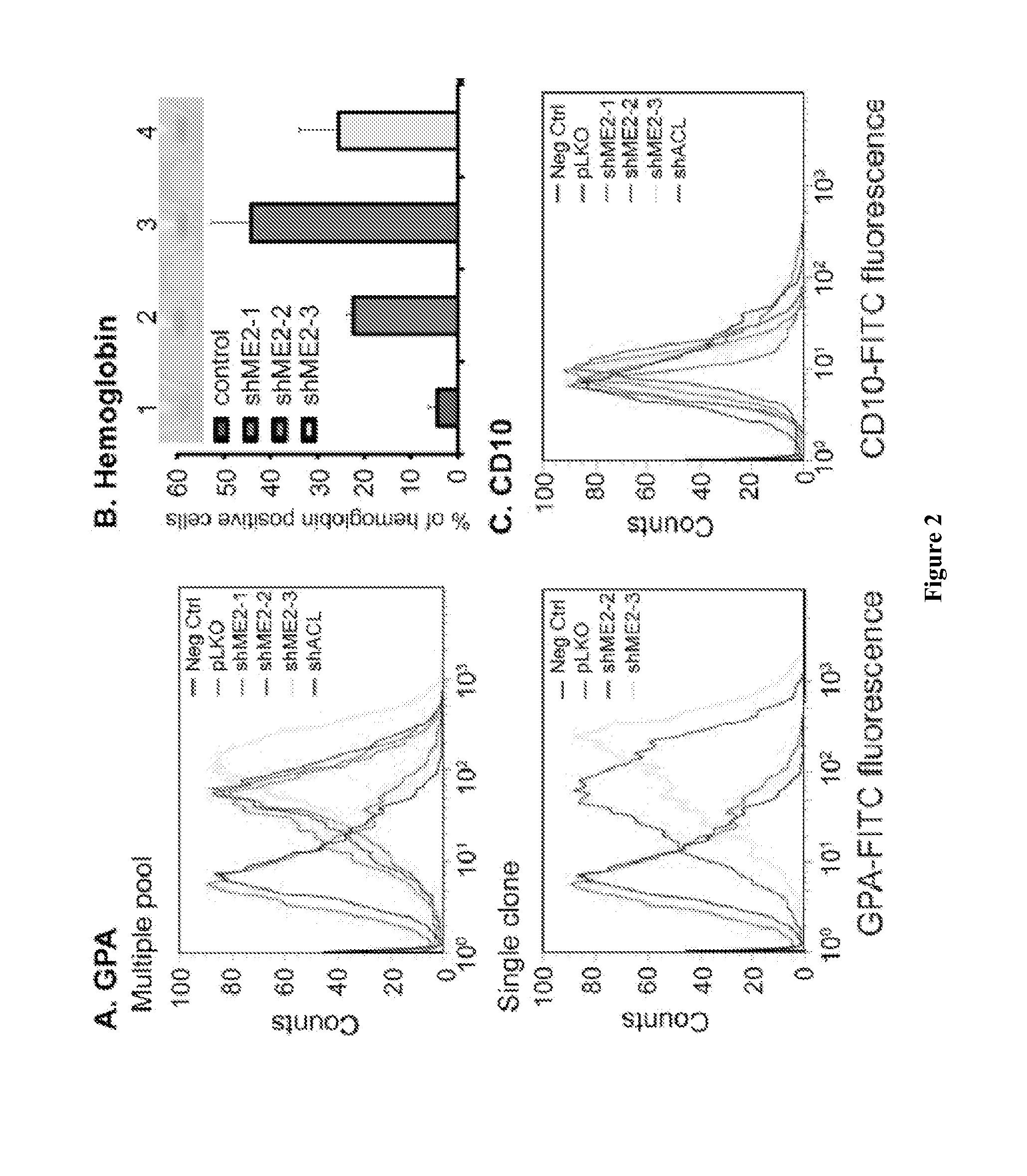 Methods and compositions for malic enzyme 2 (ME2) as a target for cancer therapy