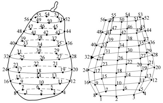 Method suitable for evaluating fruit hardness of pears with irregular fruit shapes