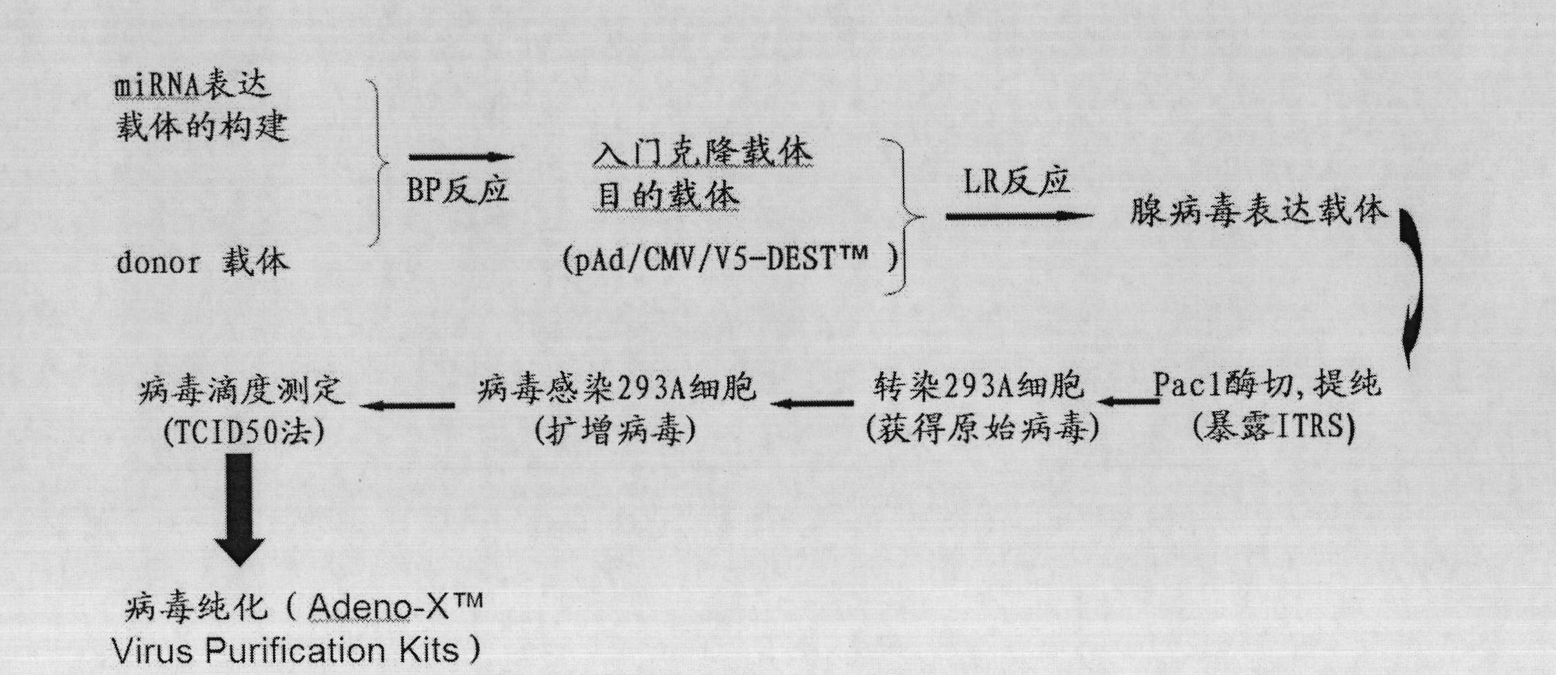 Application of hfgl2 (Human Fibrinogen-like protein 2) inhibitor in preparation of medicaments for treating liver cancer