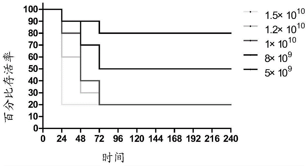 A kind of establishment method of Staphylococcus aureus pneumonia model