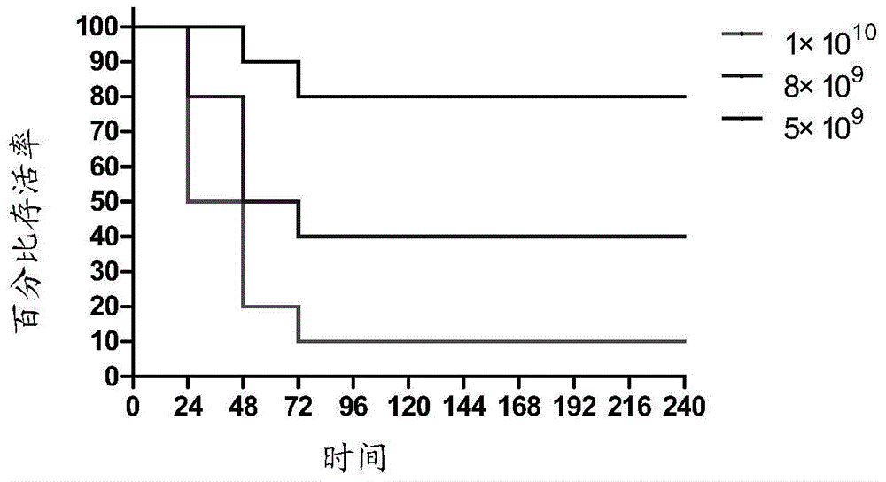 A kind of establishment method of Staphylococcus aureus pneumonia model