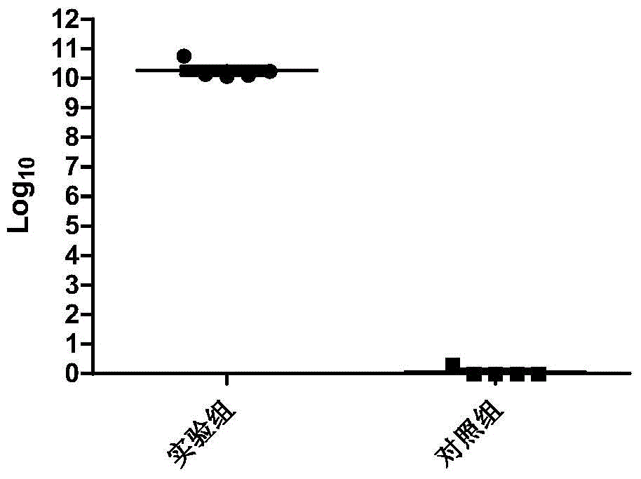 A kind of establishment method of Staphylococcus aureus pneumonia model