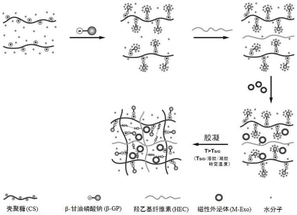 Preparation method and application of magnetic exosome-entrapped refractory wound dressing