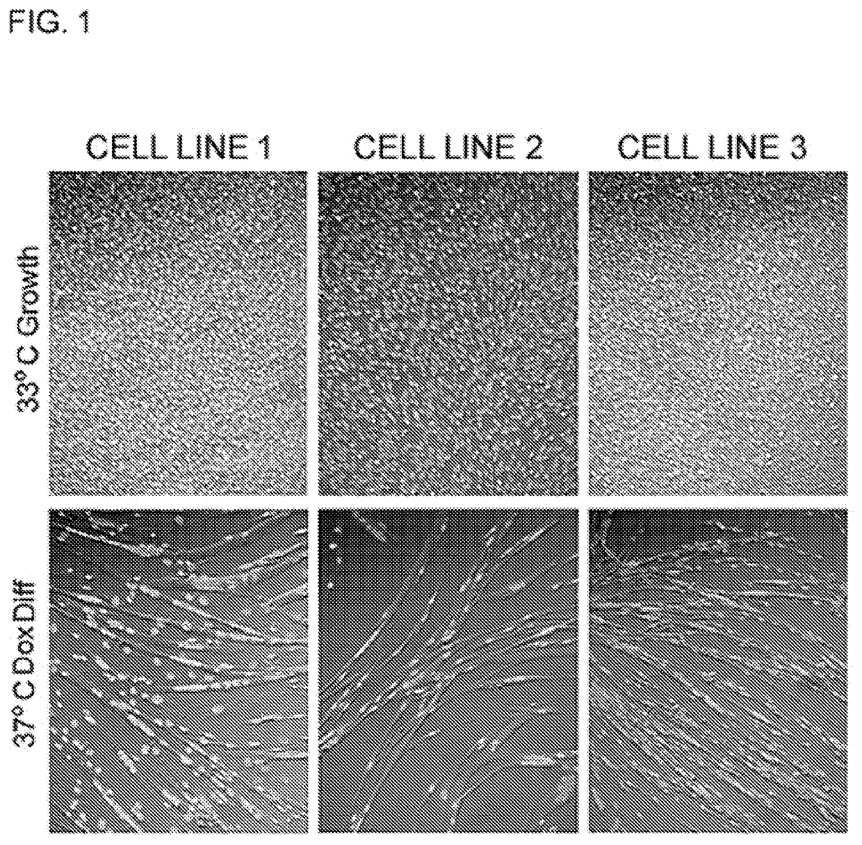 Disseminated neoplasia cells and methods of their use to control invasive or pest species