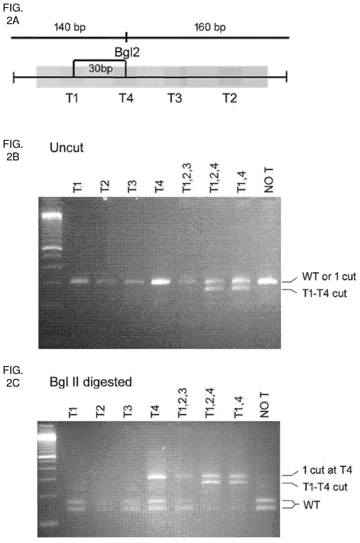 Disseminated neoplasia cells and methods of their use to control invasive or pest species