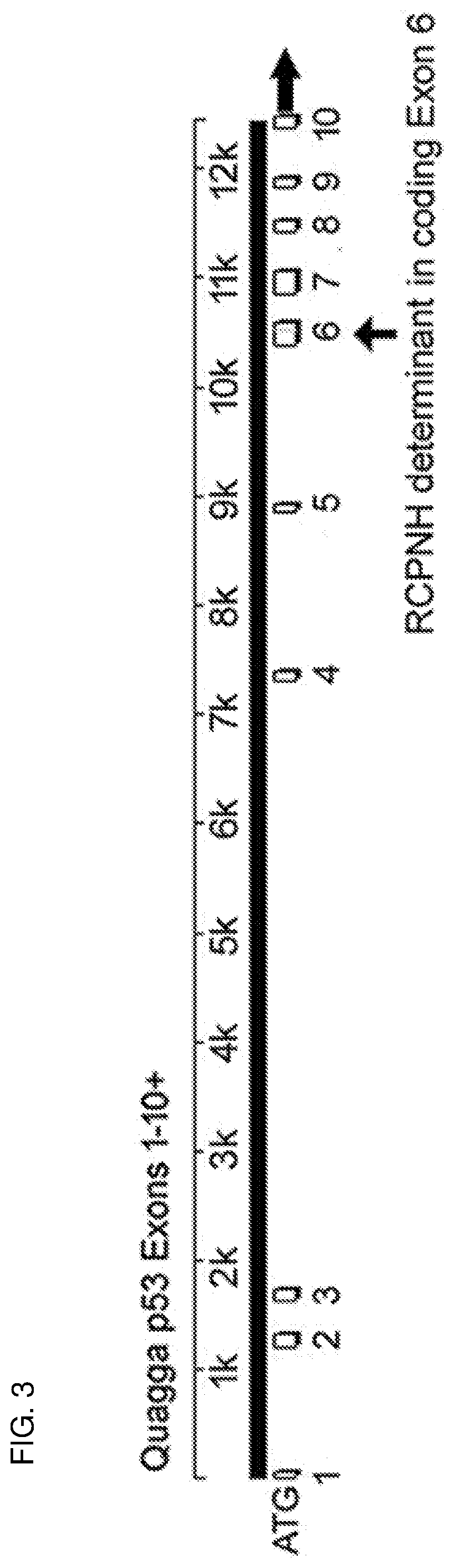 Disseminated neoplasia cells and methods of their use to control invasive or pest species