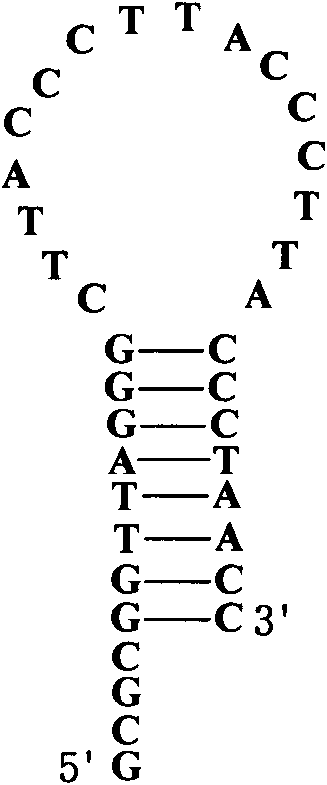 Dual temperature rapid cycling fluorescence quota PCR method for detecting telomerase activity and kit