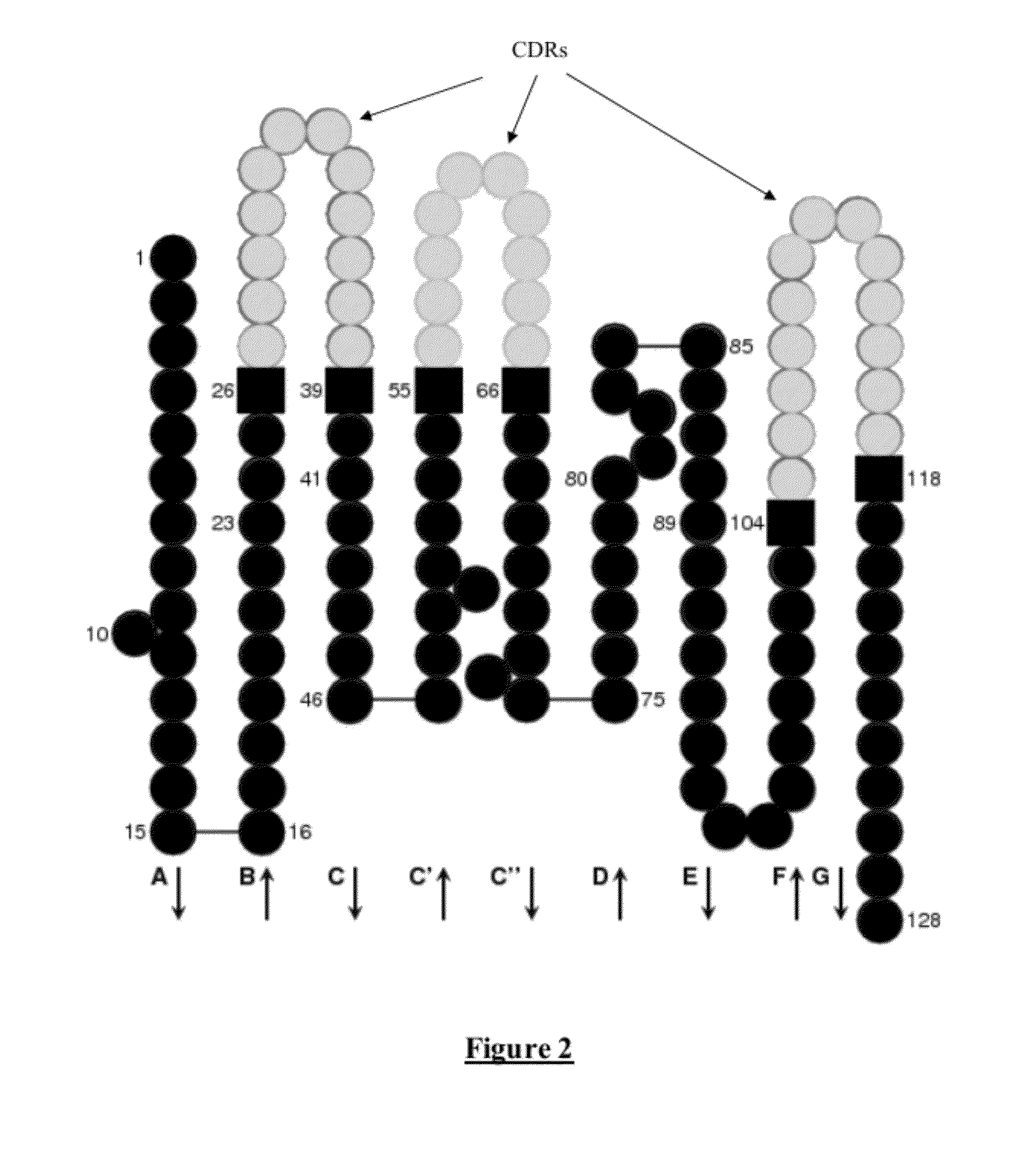 Chimeric anti-ricin antibody