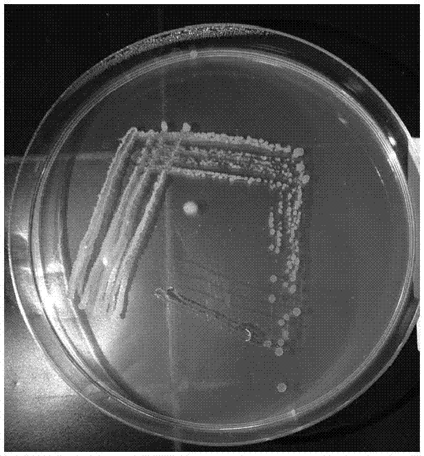 A kind of tobacco rhizosphere growth-promoting bacteria tc6 and its application