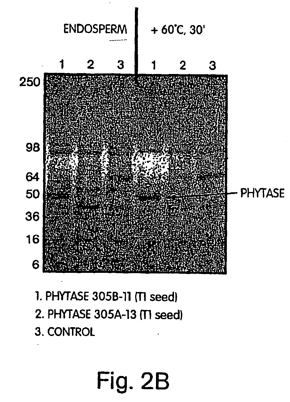 Thermotolerant phytase for animal feed