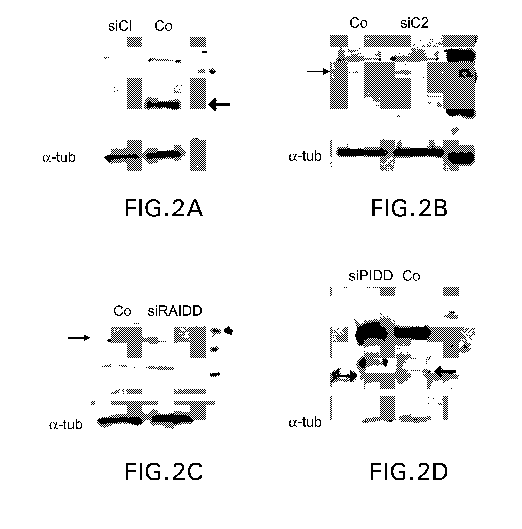 Delivery Of Double-Stranded RNA Into The Central Nervous System