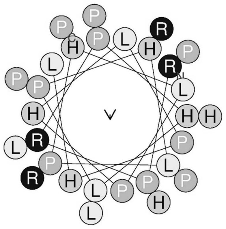 A kind of high stability antibacterial peptide and its application