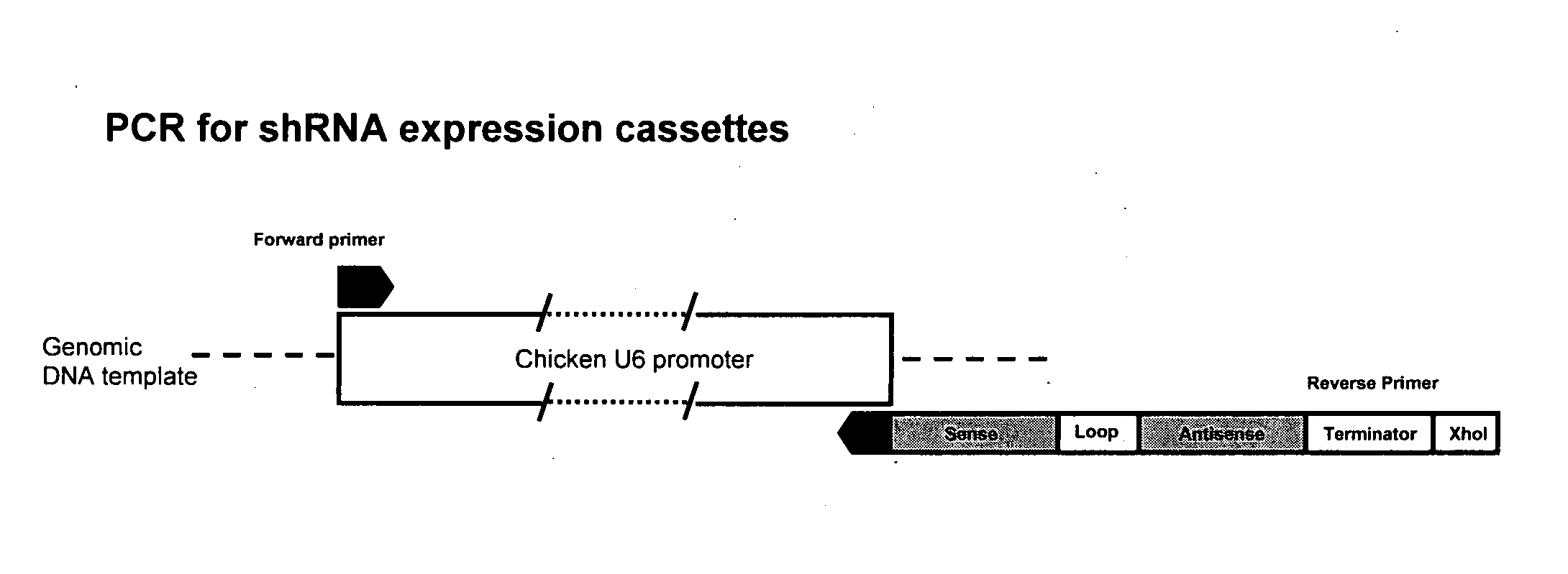 Modulating production traits in avians