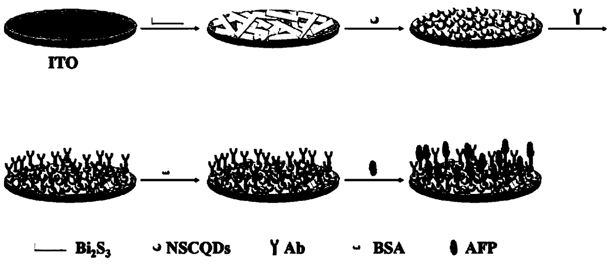 Photo-electrochemical sensor based on NSCQDs/Bi2S3 and preparation and application thereof