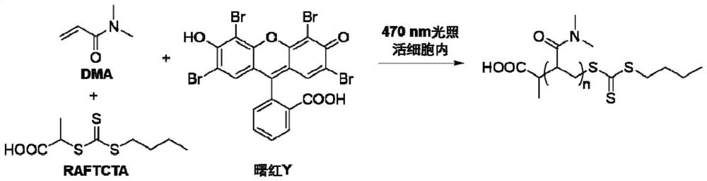 Method for inhibiting cell activity through intracellular polymerization and prodrug for implementing method