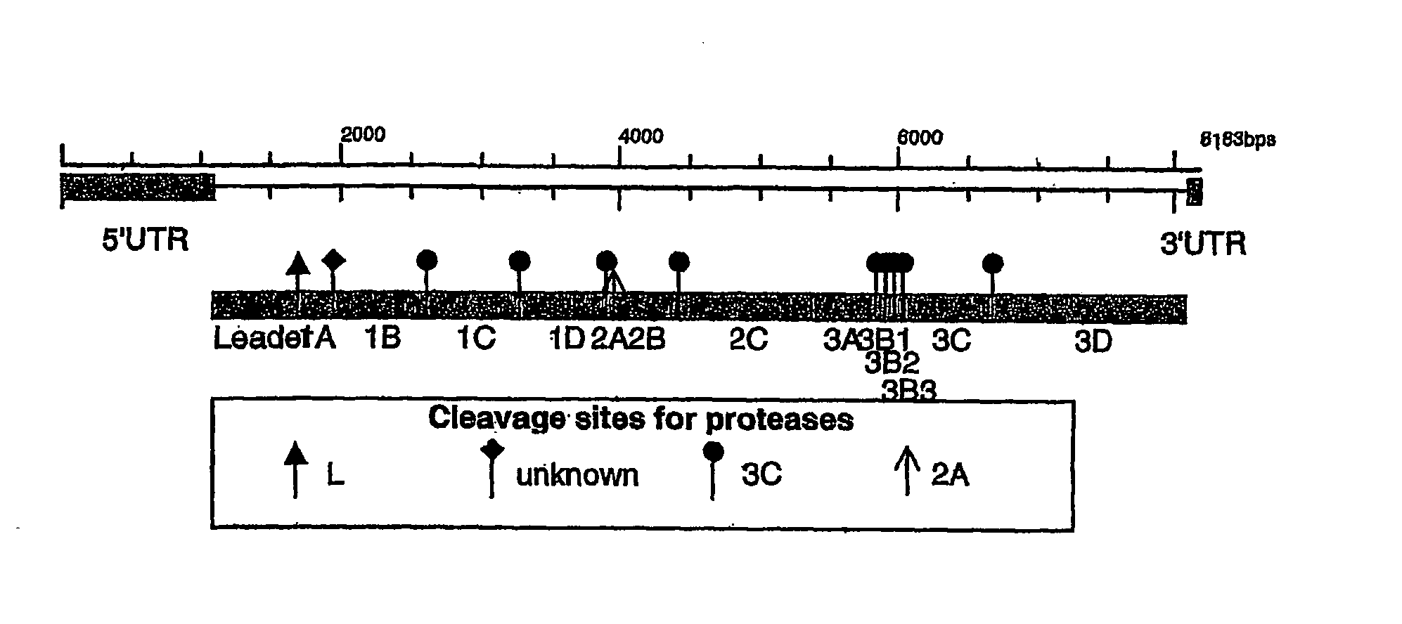 Recombinant Foot and Mouth Disease Vaccine