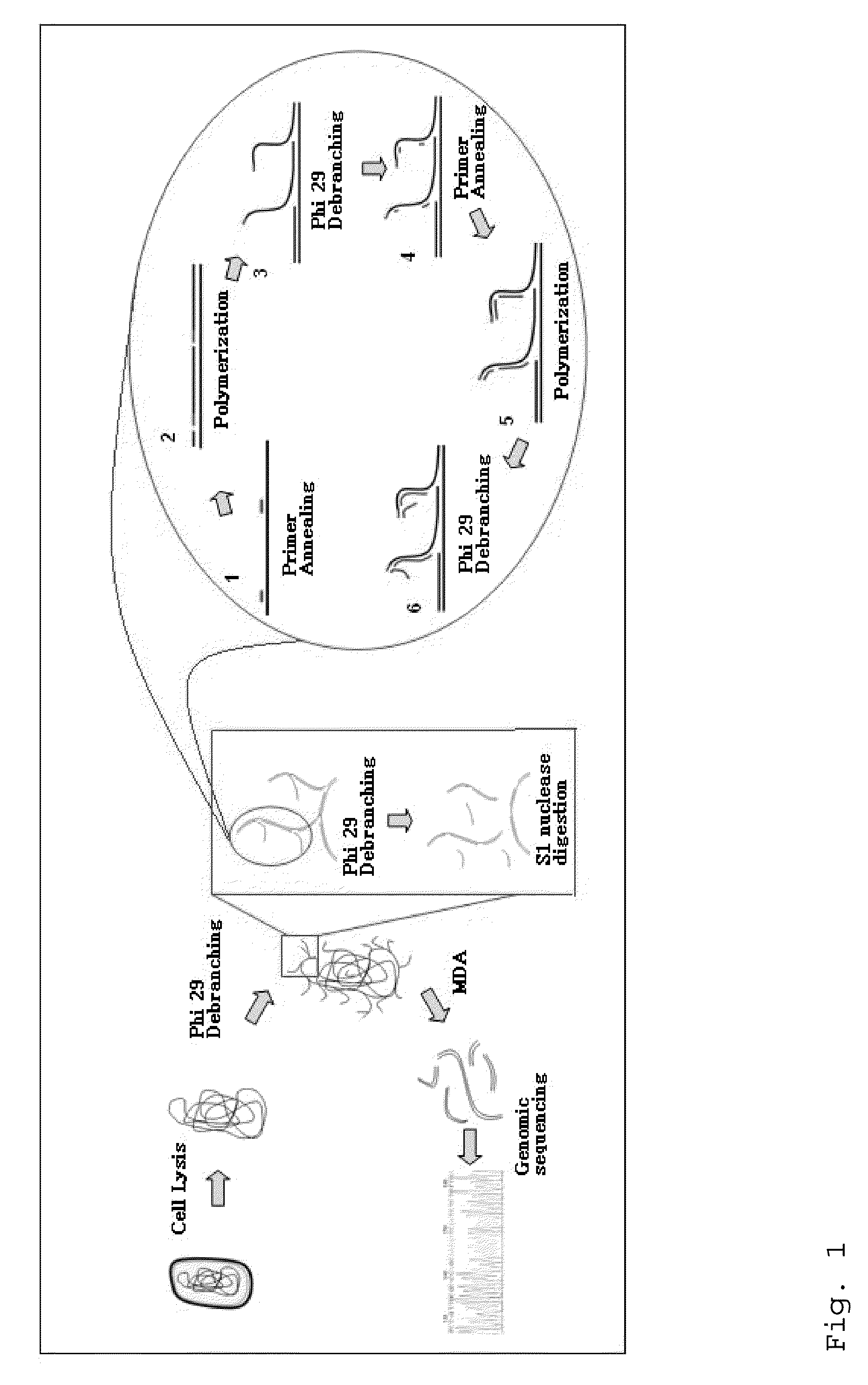 Varietal counting of nucleic acids for obtaining genomic copy number information