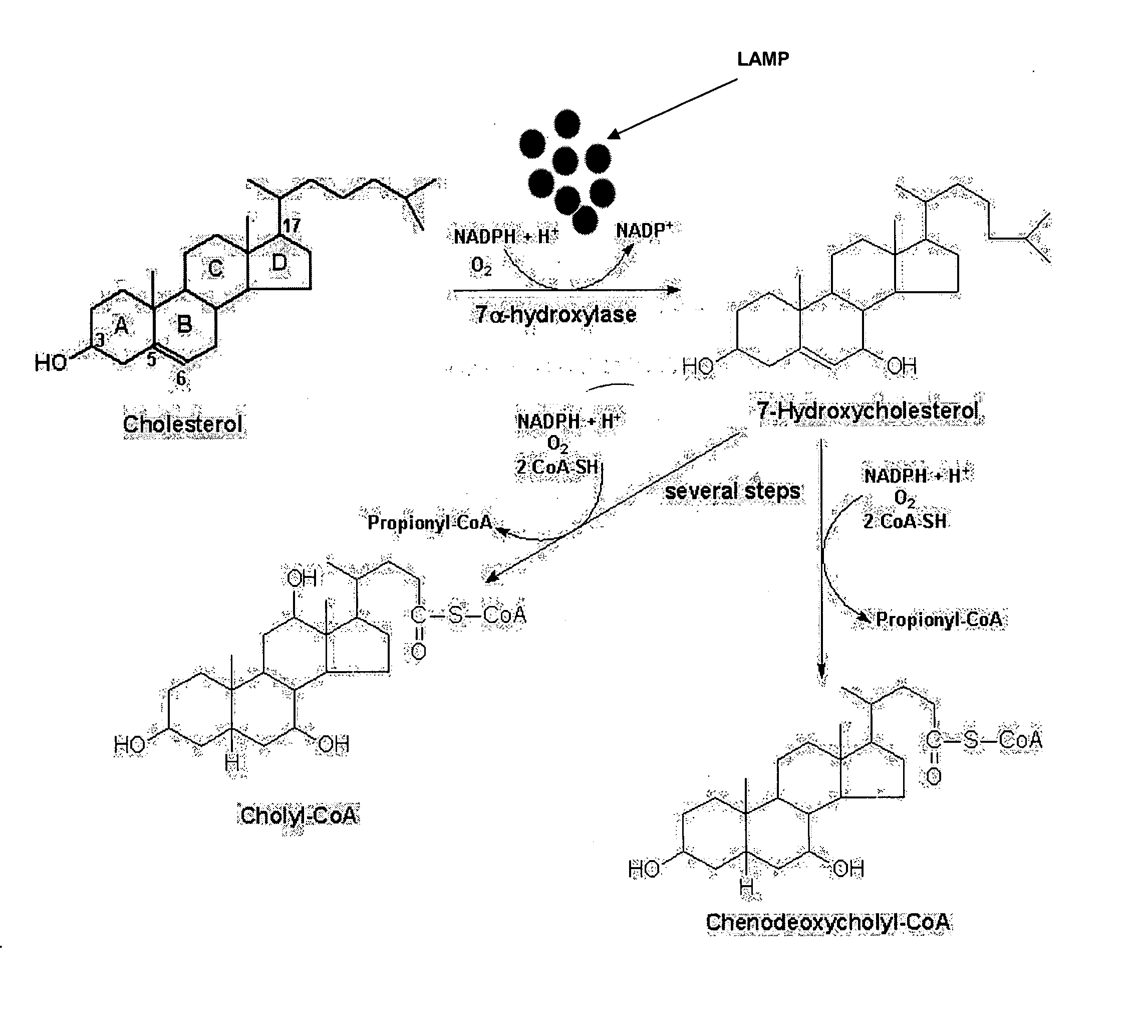 Materials and methods to reduce low density lipoprotein cholesterol