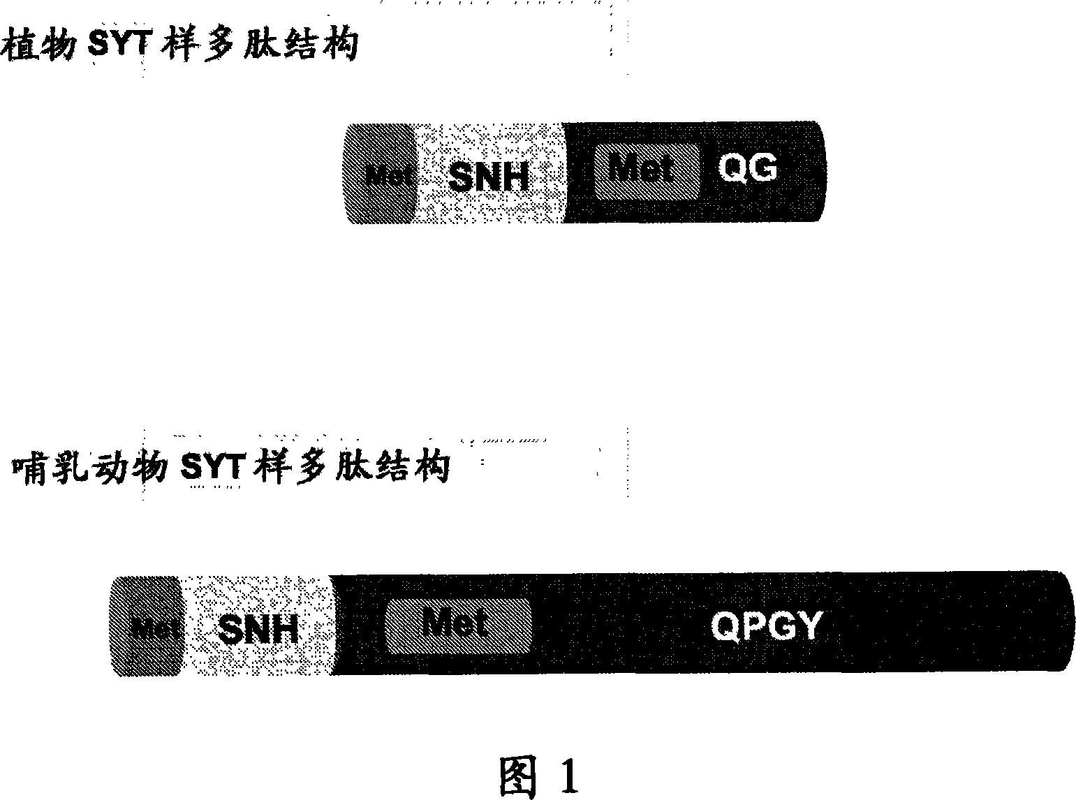 Plants having increased yield and a method for making the same