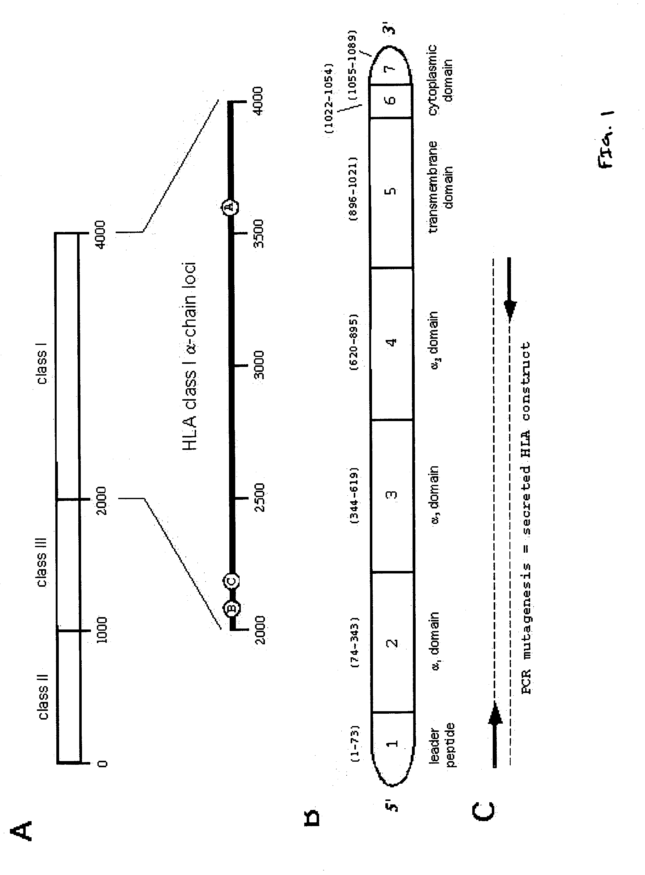 Purification and characterization of soluble human HLA proteins