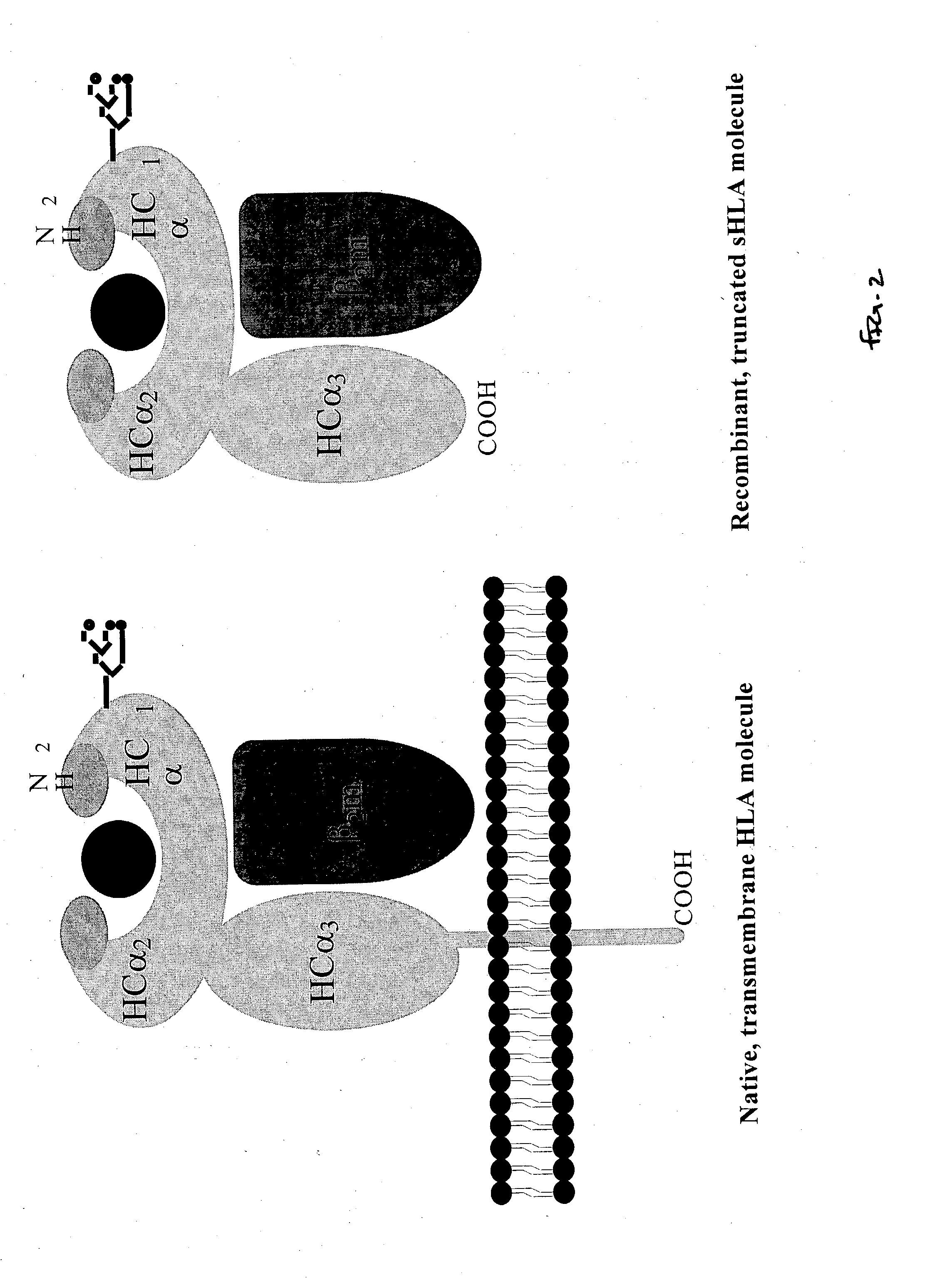 Purification and characterization of soluble human HLA proteins