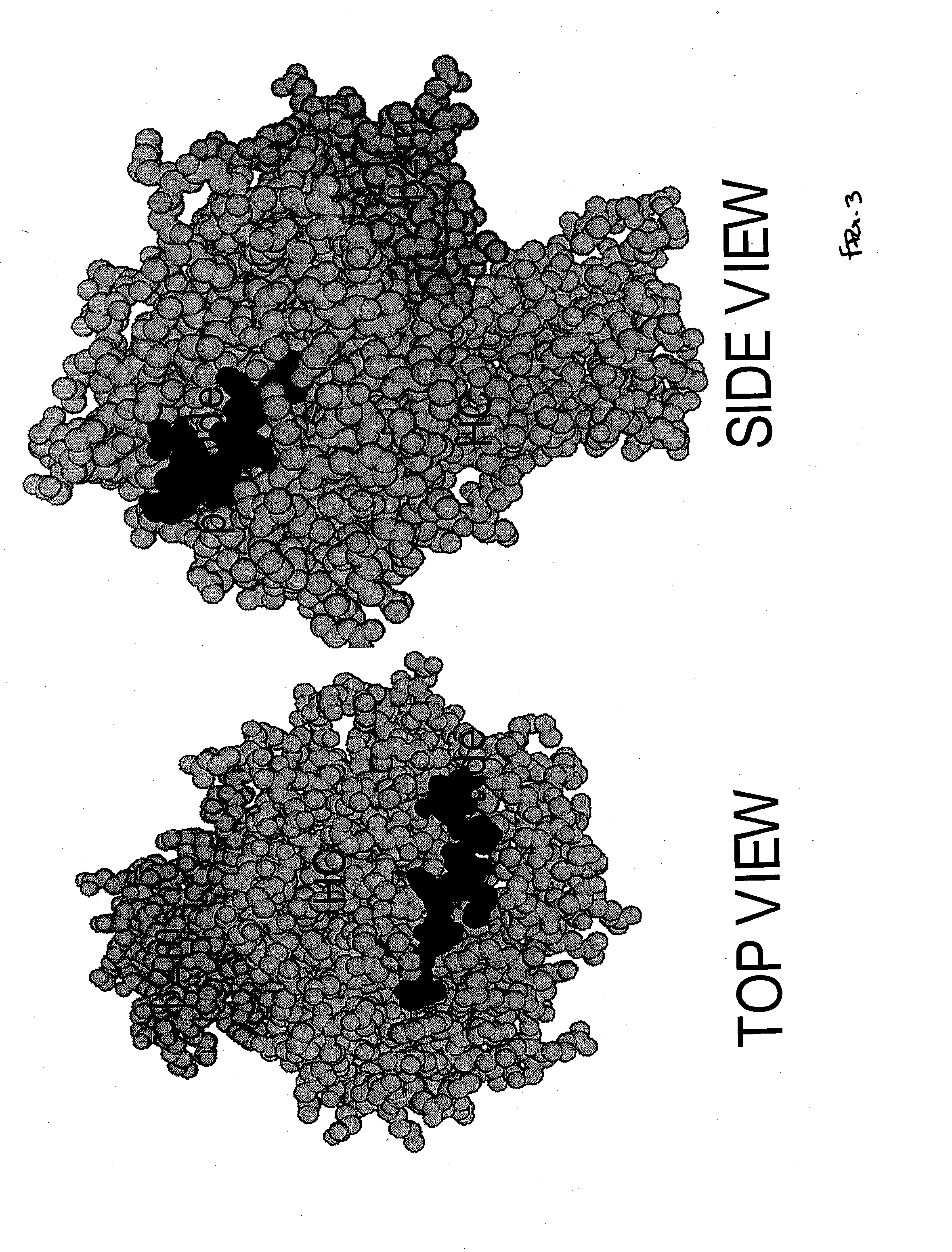 Purification and characterization of soluble human HLA proteins