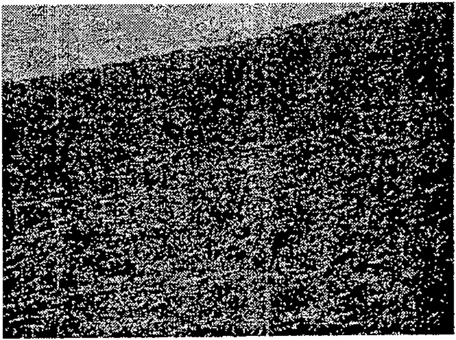 Biological tissue material for artificial esophagus and preparation method thereof