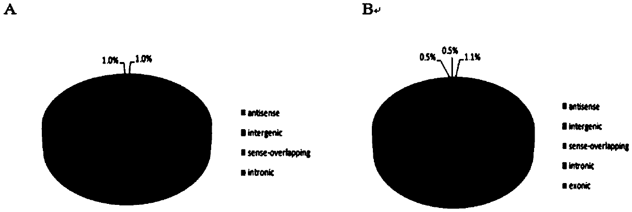 CircRNA and application thereof in detecting intramuscular fat