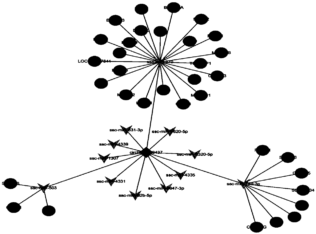 CircRNA and application thereof in detecting intramuscular fat