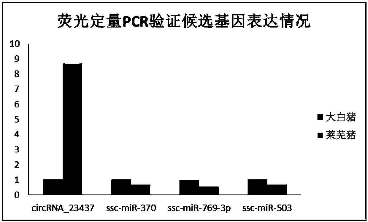 CircRNA and application thereof in detecting intramuscular fat