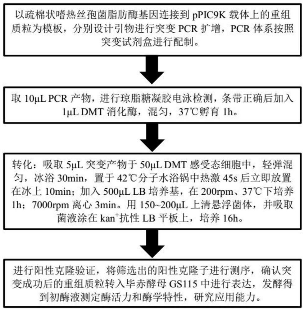 Lipase mutant D163F with improved catalytic activity and application thereof