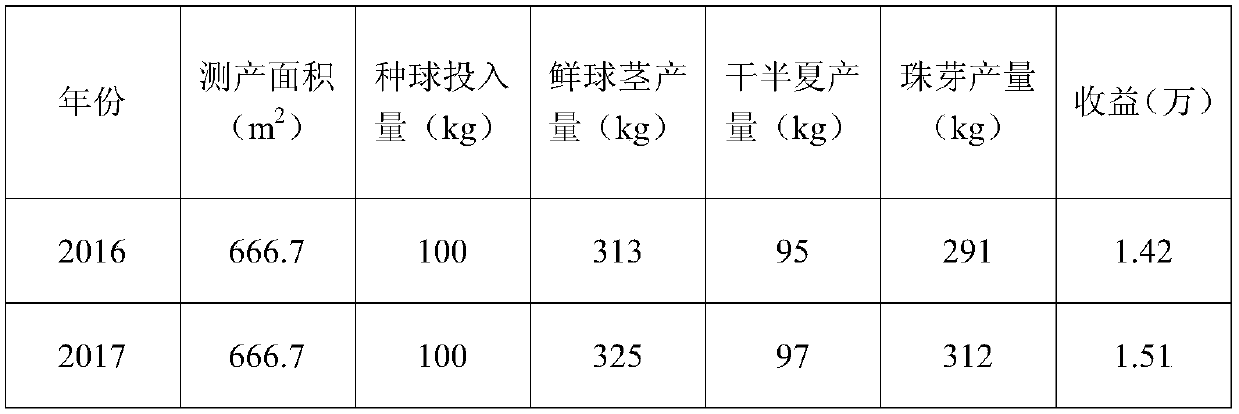 Pinellia ternate ecological planting method