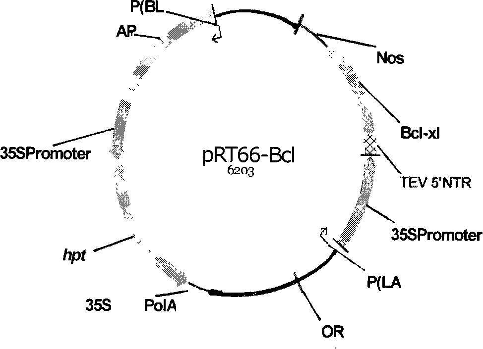 Transgene method for peanut