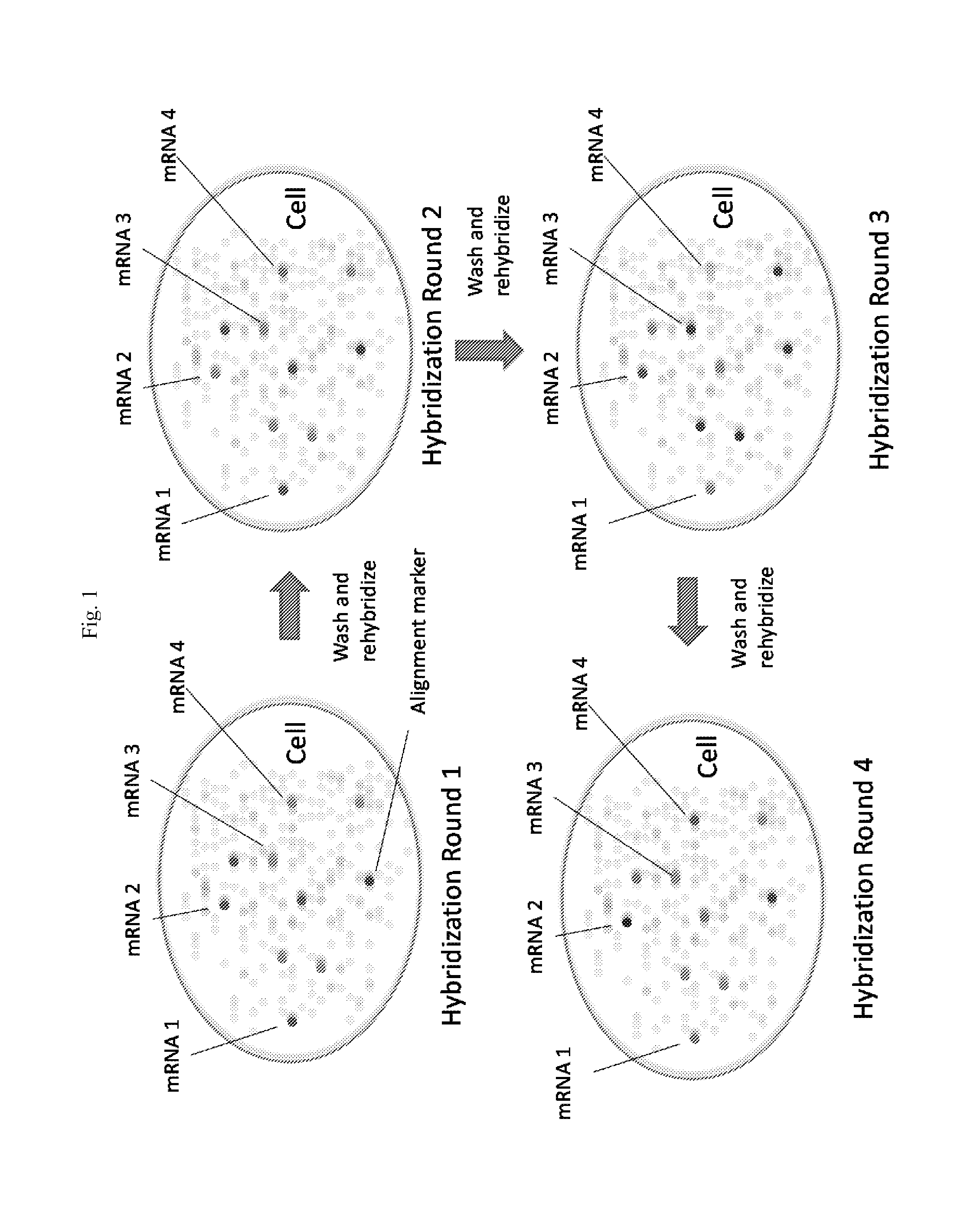 Multiplex labeling of molecules by sequential hybridization barcoding