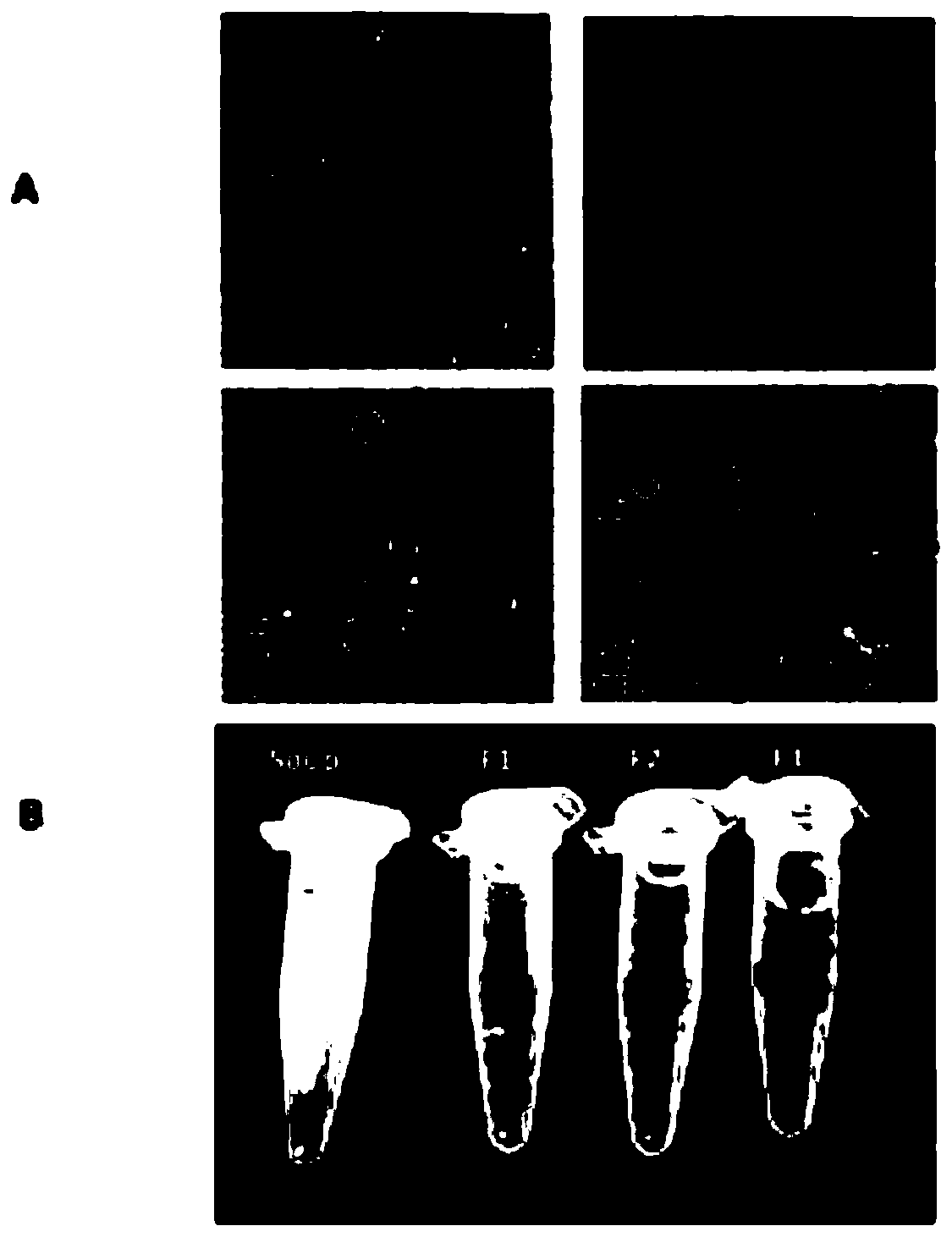 Method for separating functional nanoparticles in aquatic shellfish cooked soup