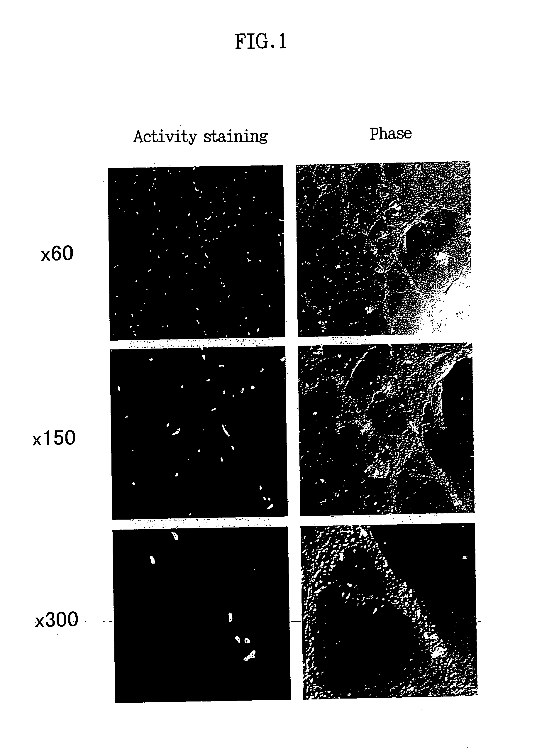 Method of measuring neprilysin activity