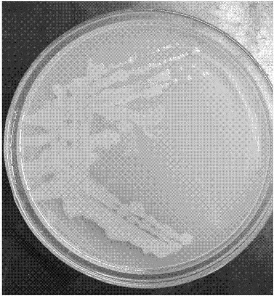 Bacterium for inhibiting growth of Gambierdiscus sp. and application thereof